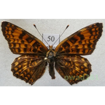 Melitaea phoebe (Denis & Schiffermüller, 1775) Czech50